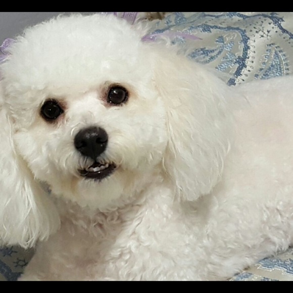 Meet your Posher, Luisa - Picture 1 of 1